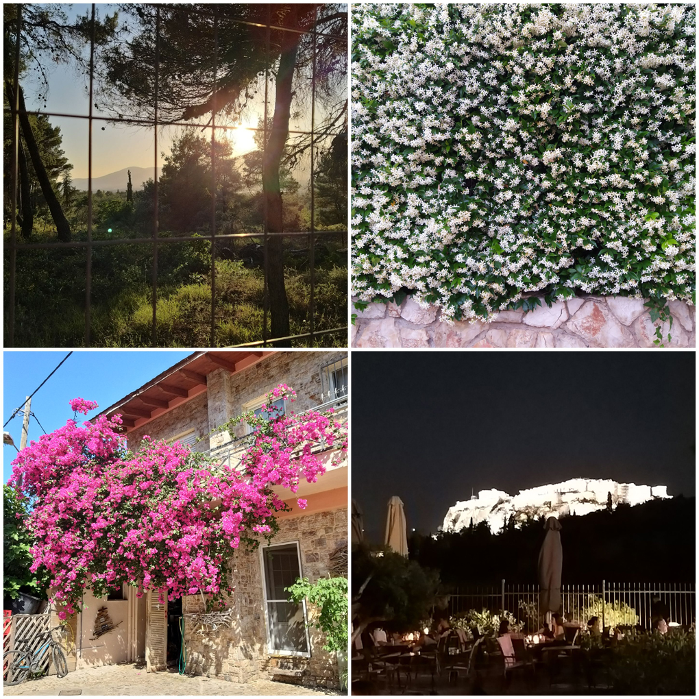 Mountain sunset, a wall of jasmine, a bougainvillea in full bloom, the acropolis at night