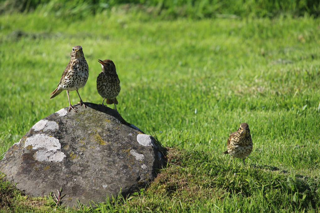 A young Song Thrush begs for food from the adult bird, which looks unmoved, whilst another youngster looks on hopefully.