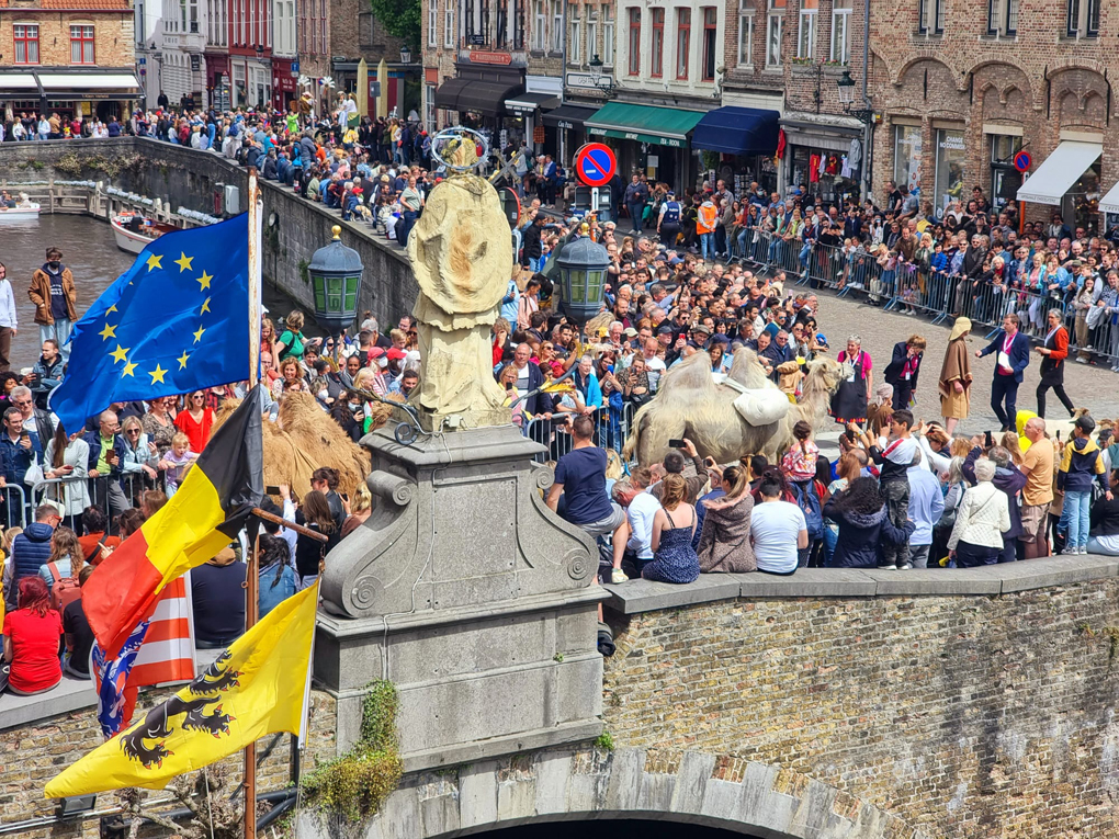 Camels as part of a procession through the city of Bruges