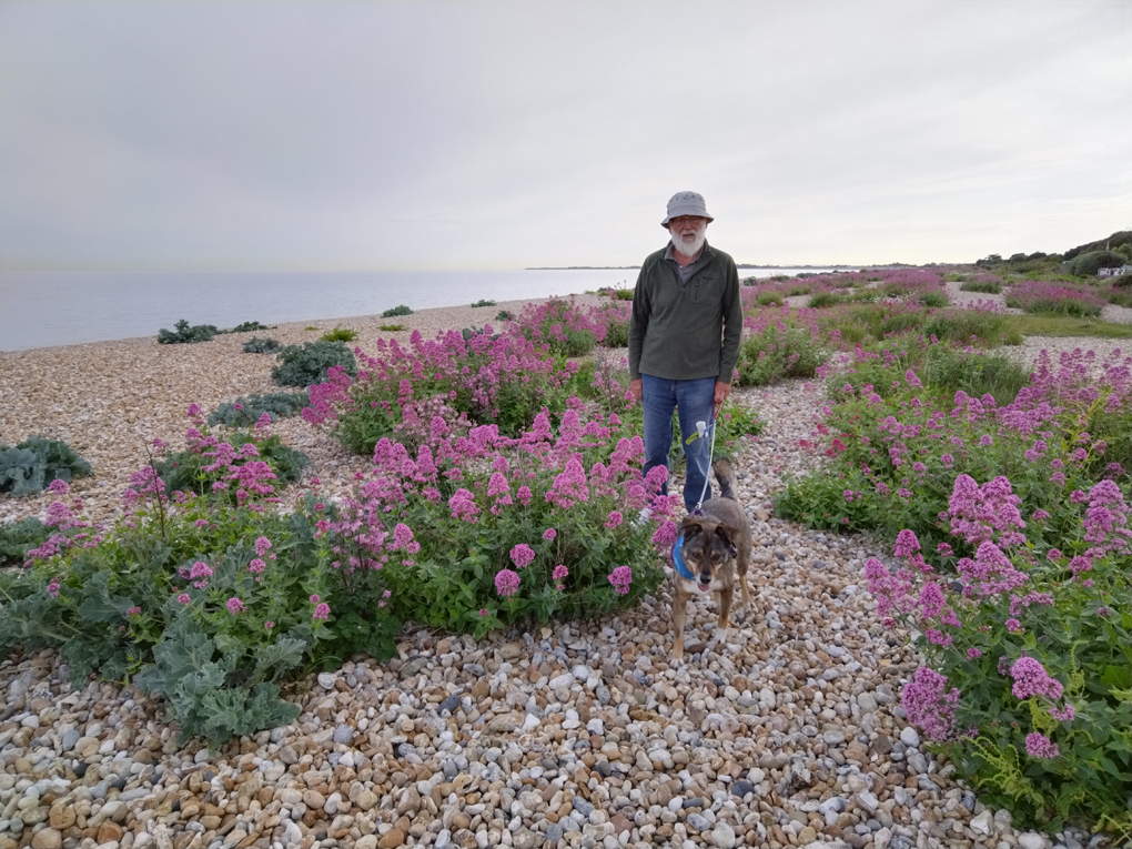 It's a peppely beach with my husband and our daughters dog standing in the midst of a mass of pink valerienq