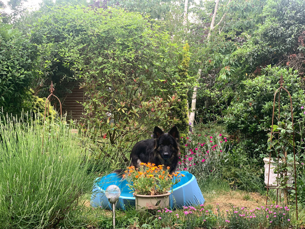 Dog in garden with a small paddling pool.