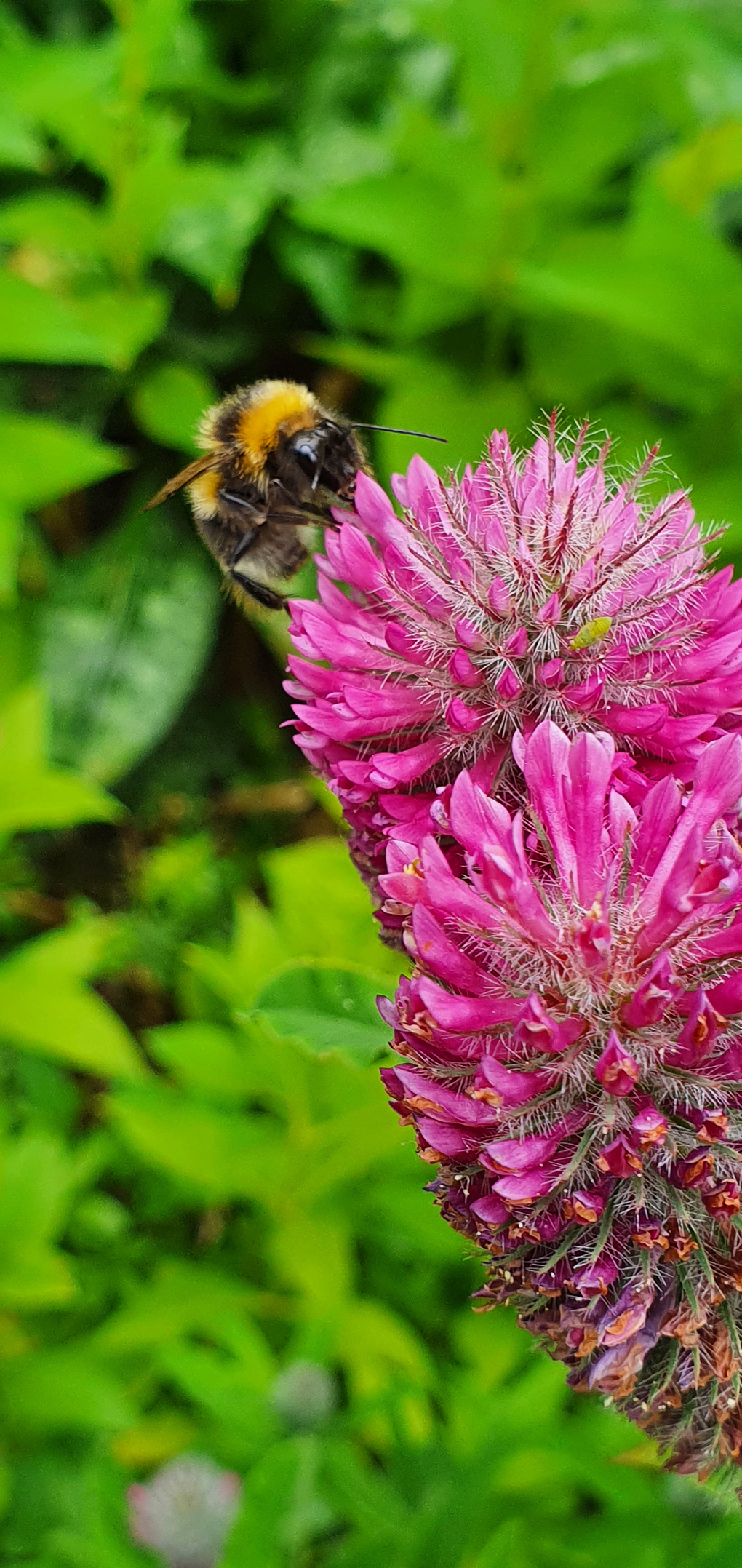 A bee feeds on a pinky purple flower