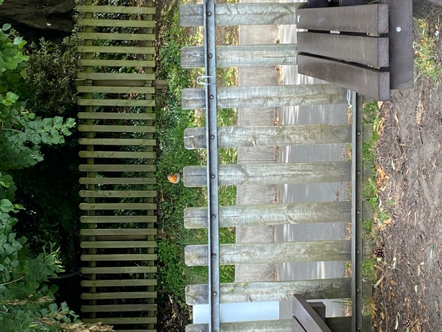 A small red-breasted bird sits on a fence in the park. His brightly coloured chest stands out against the dark green leaves around him.