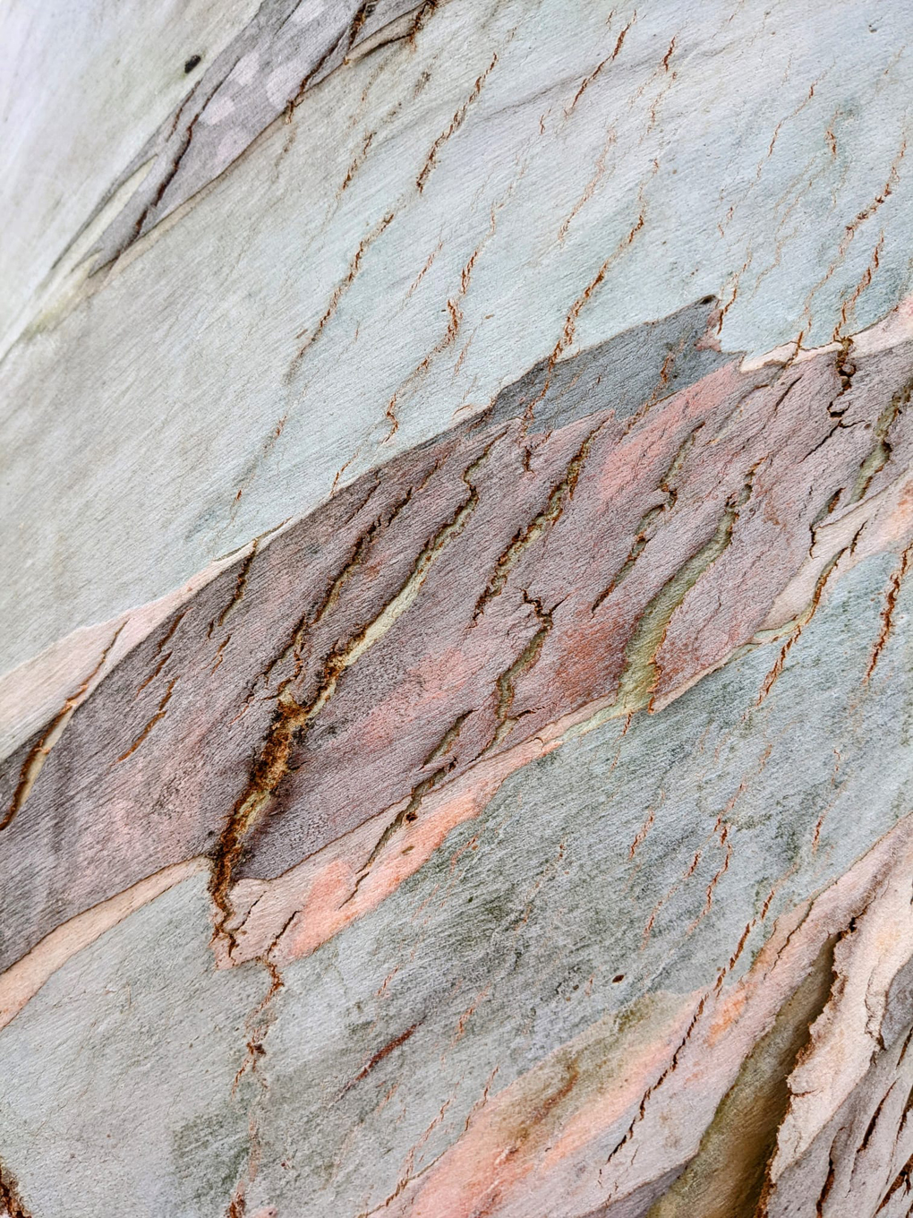 close up image of tree bark with pink tones