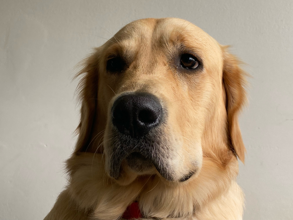 Portrait photo of a very serious-looking golden retriever