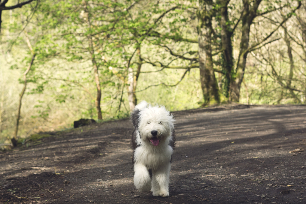 Old English Sheepdog walking through the woods.