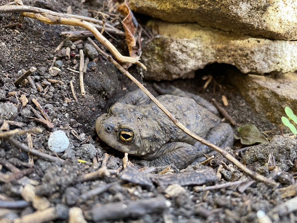 A brown toad crouching down in a little hole it's made near a rock