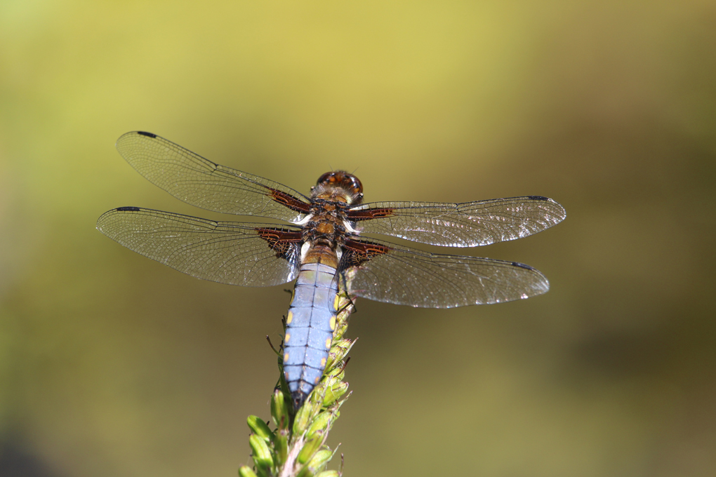 A blue bodied dragonfly poses in the sunshine on a ligularia (var. rocket) flower spike in the garden over the pond. I hadn't seen this type of dragonfly previously, so had to look it up.