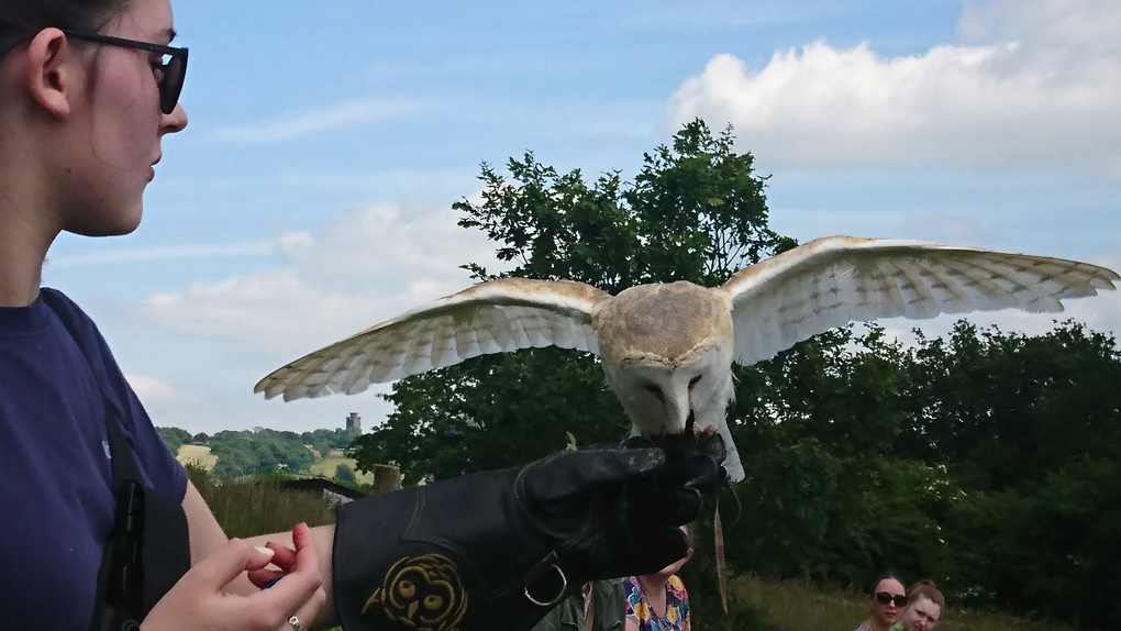 Misty the beautiful barn-owl was the star of the show at a recent visit to a Bird of Prey Centre. She flew through the spectators totally silently like a graceful spectre. One didn’t know where she would come from as she made her way back to the glove for her reward of choice morsels. Such a treat to witness an owl in flight!