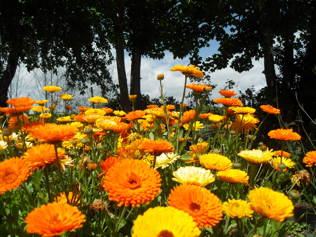 A patch of pot marigolds blooming