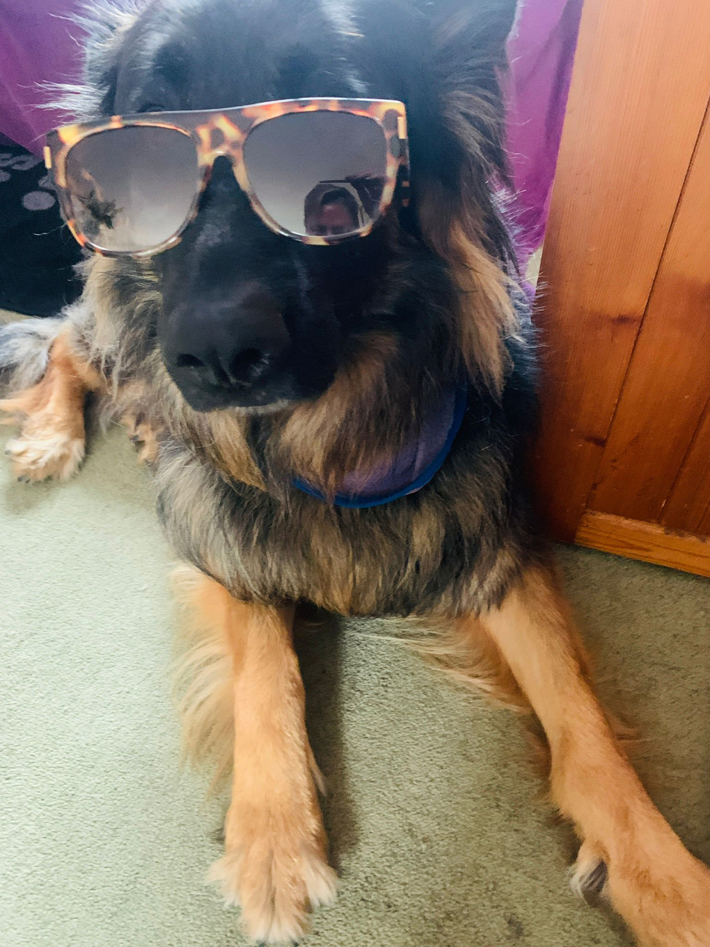 German shepherd with sun glasses on