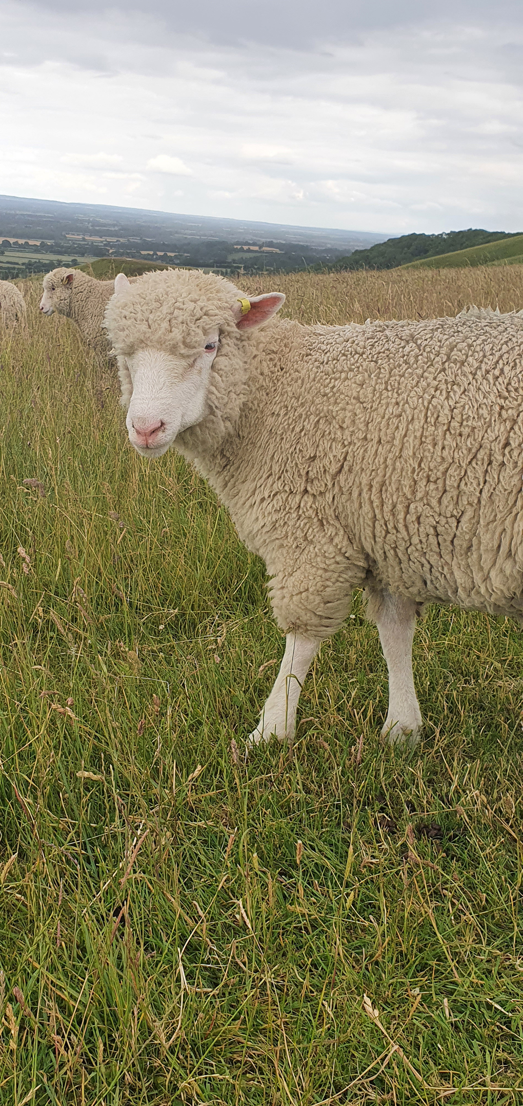 A sheep The picture only captures the front half of a sheep, as it moves onto the picture from the right. It is standing in a grassy field with other sheep behind. In the background is the view of more fields from the hill we are standing on