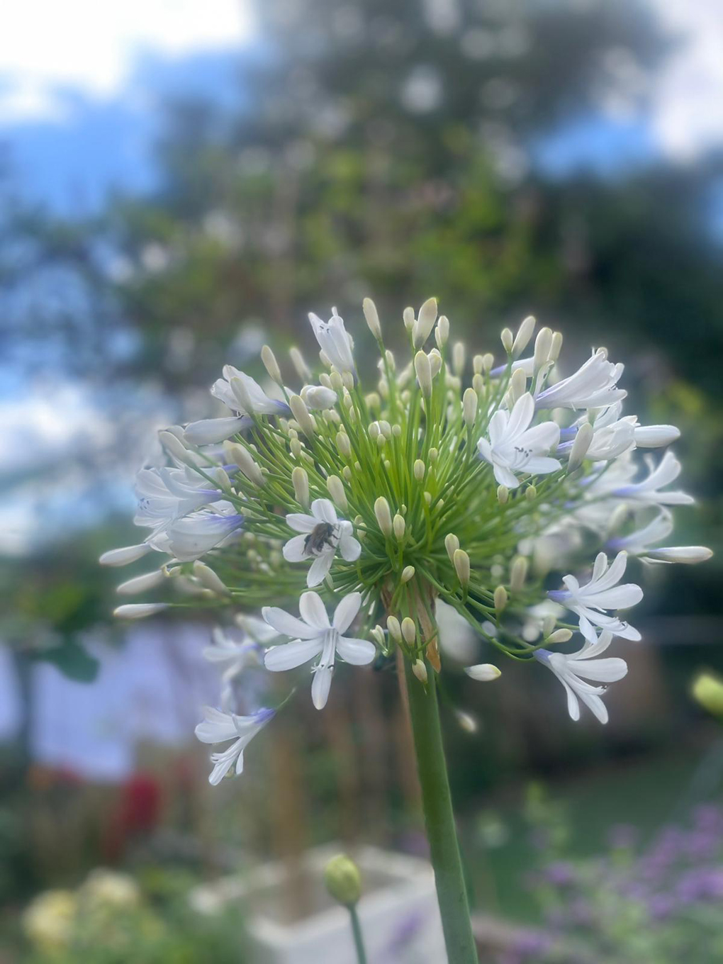 Close up picture of an agapanthus.