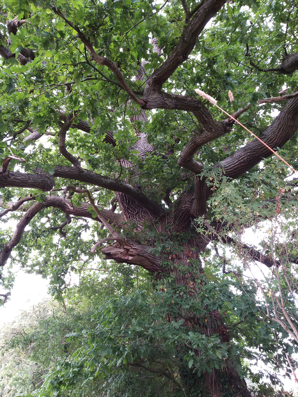 Tree (possibly oak?) with leaves. Pic taken from the ground looking up