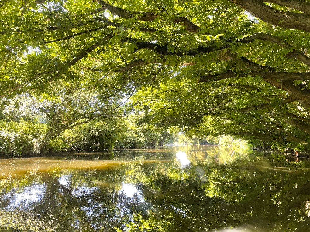 River flowing into the distance in the bottom half of photo, tree branches with leaves covering the top