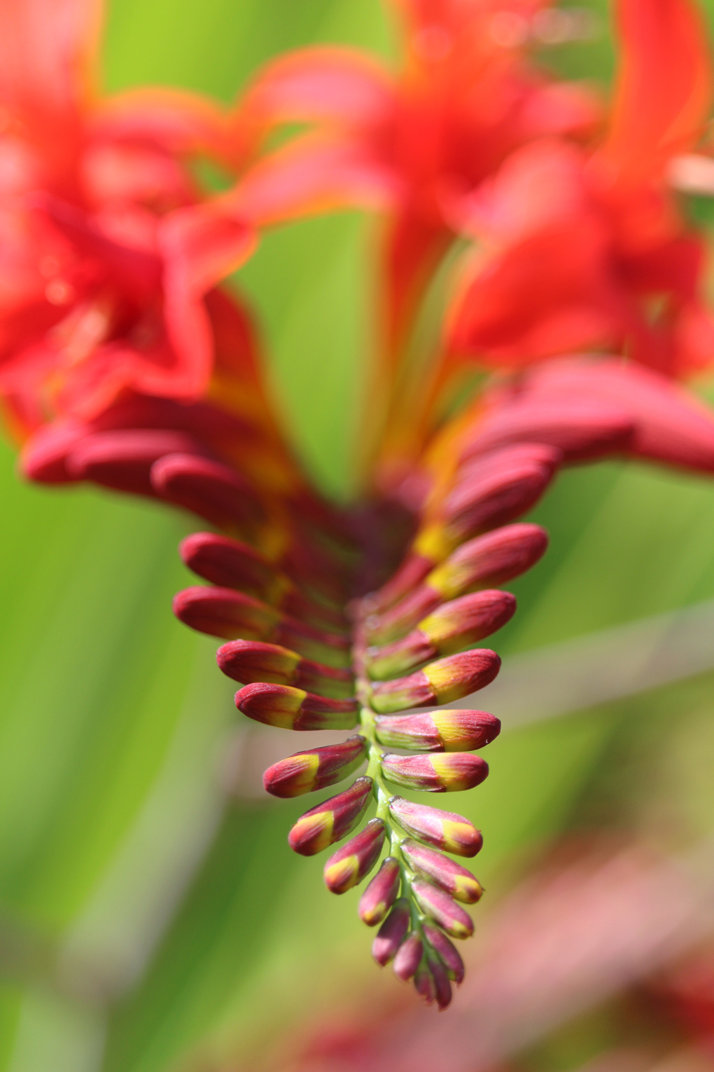 A close-up of a bright red Crocosmia Lucifer flower, which this year faded after only a few days. But it does add a vibrant splash of colour to the flower bed, and contrasts nicely with a tall, pale cream Scabious.