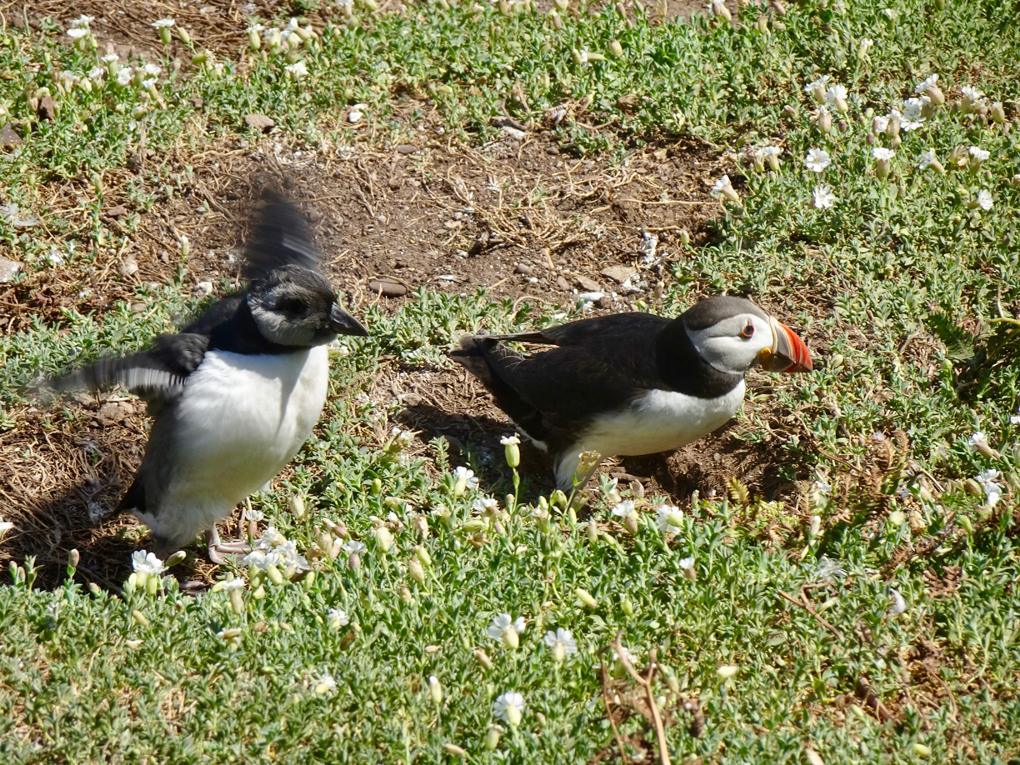 A Puffling flaps its wings, preparing to take flight, whilst its parent stands nearby.