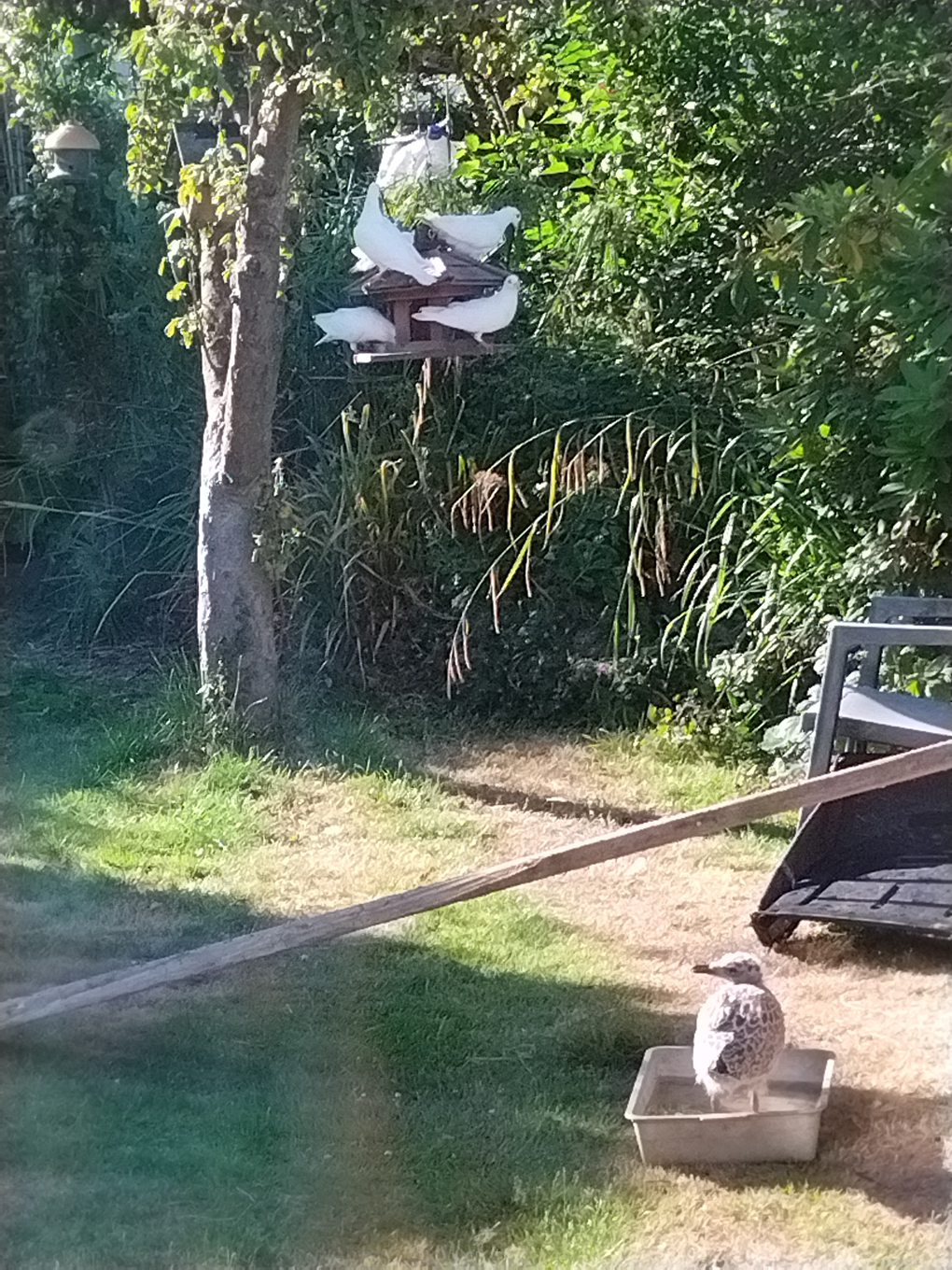 A baby Seagull is cooling down in a tray of water and 4 white doves are crowded on a birdhouse hanging in an apple tree