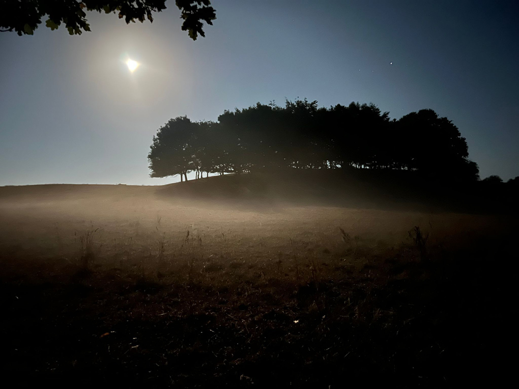 Moon shining over a copse of trees