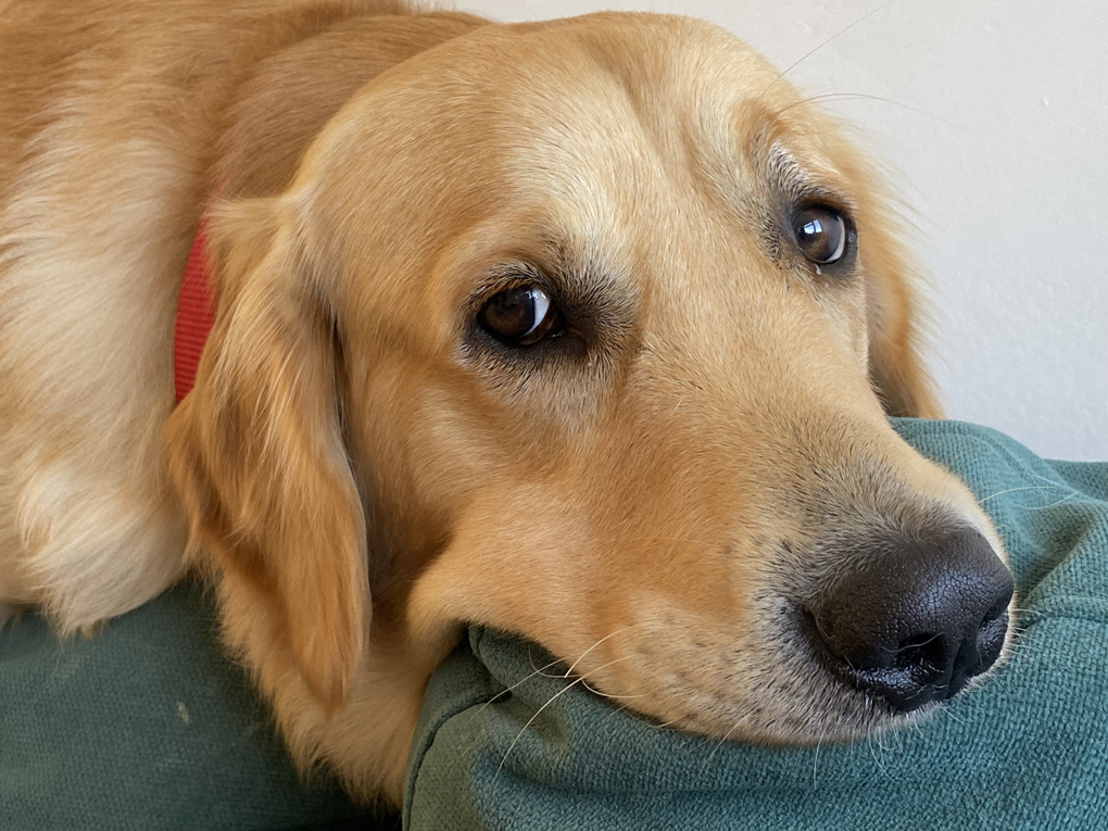 Close-up on a morose-looking golden retriever laying on the back of a couch. His lips are spread out over the edges of the cushions.