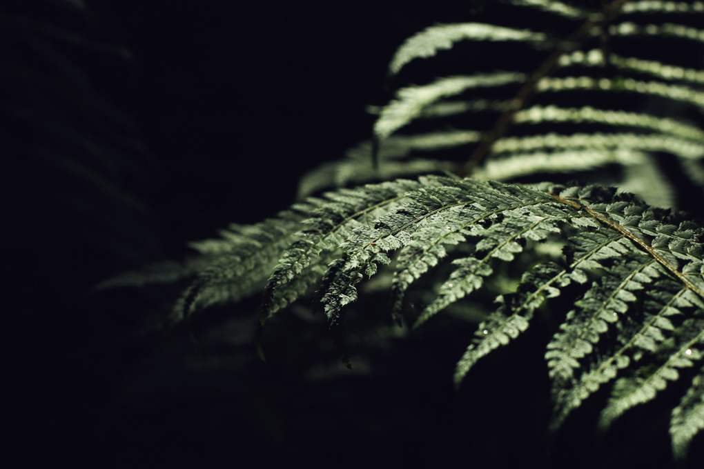 A fern in the dark