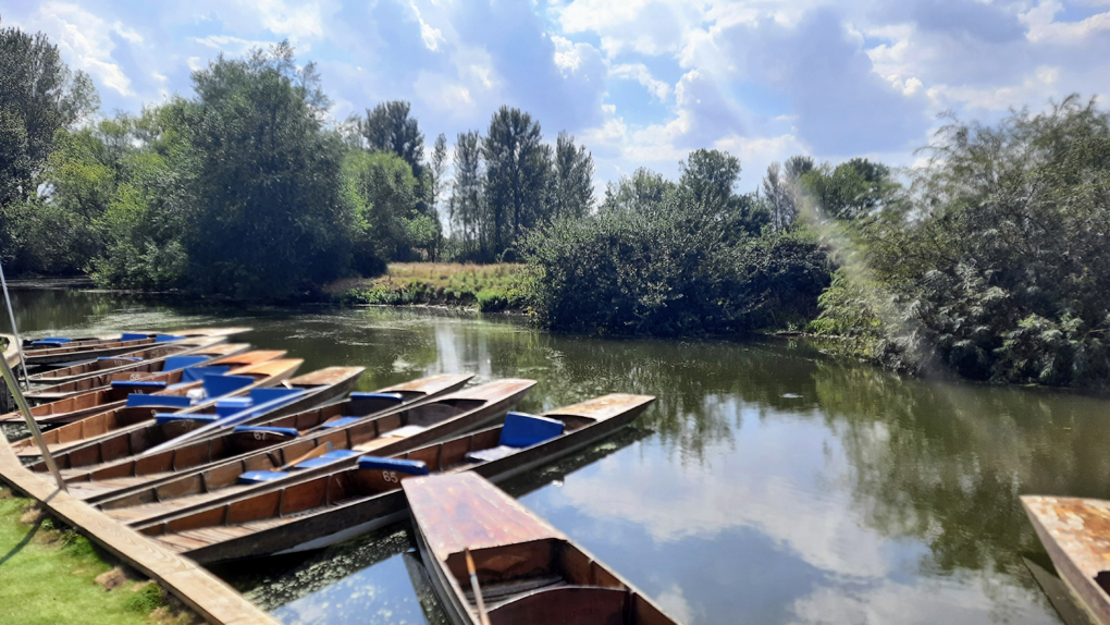 A group of wooden punts moored at the edge of a river.