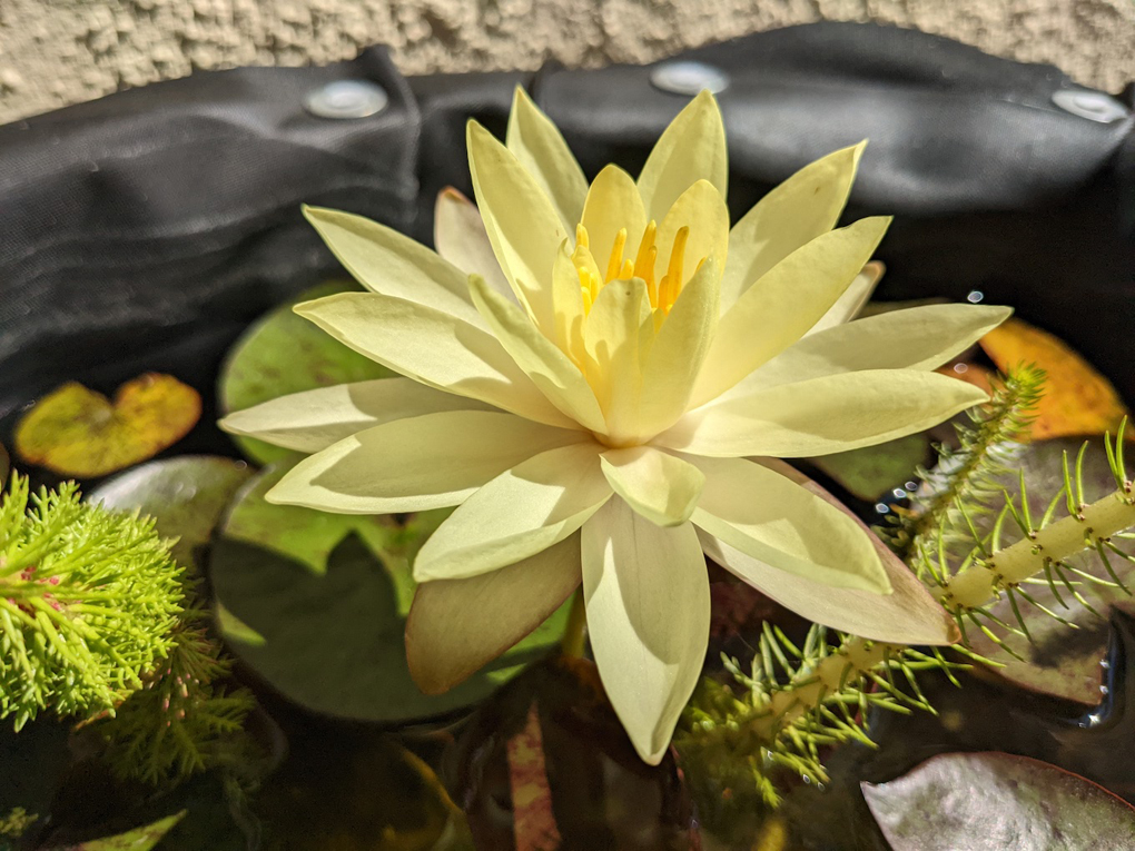 A bright yellow waterlily flower