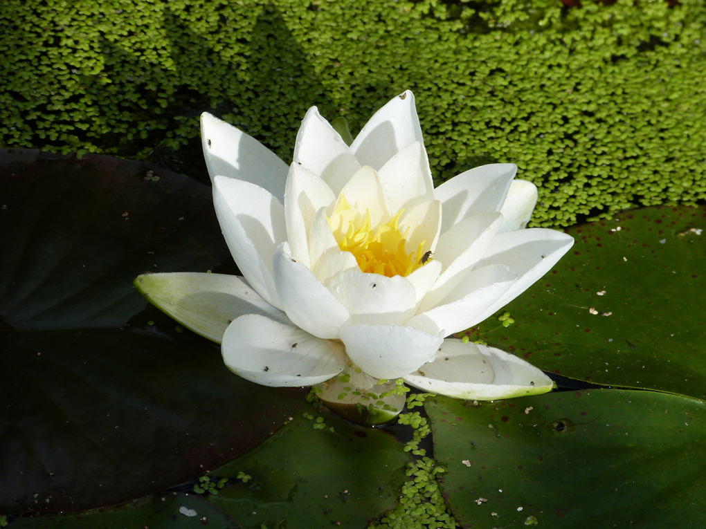 A fine white water lily flower surrounded by a sea of duck weed.