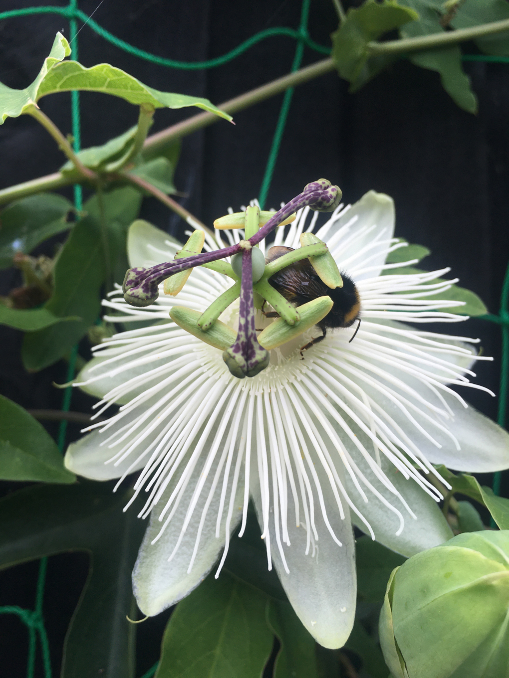 Bee on a Passion Flower