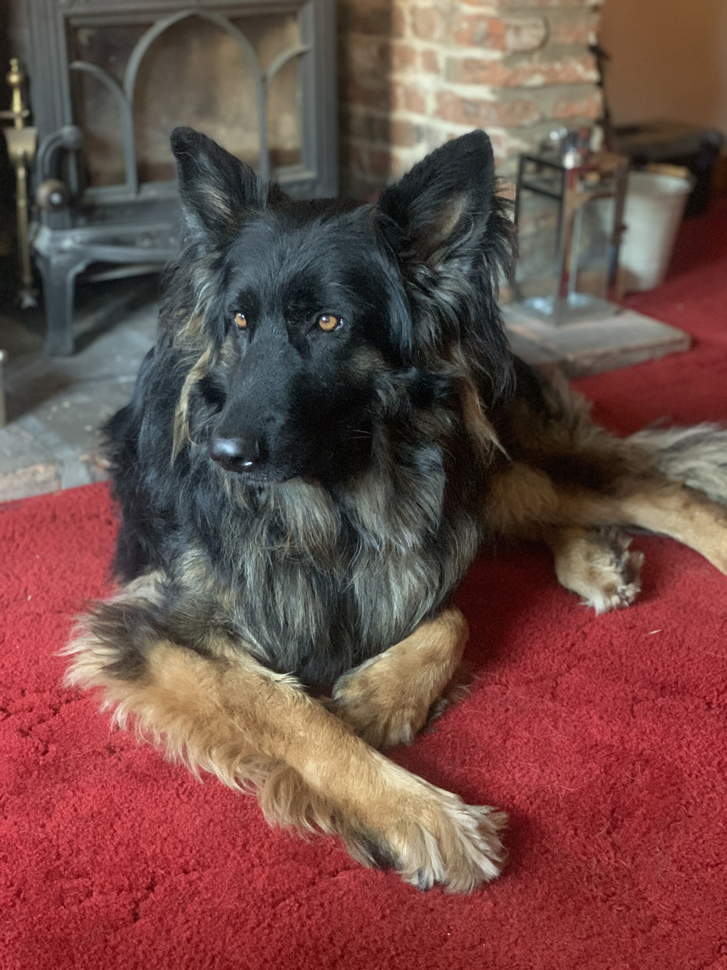 German shepherd sitting down next to a wood burner