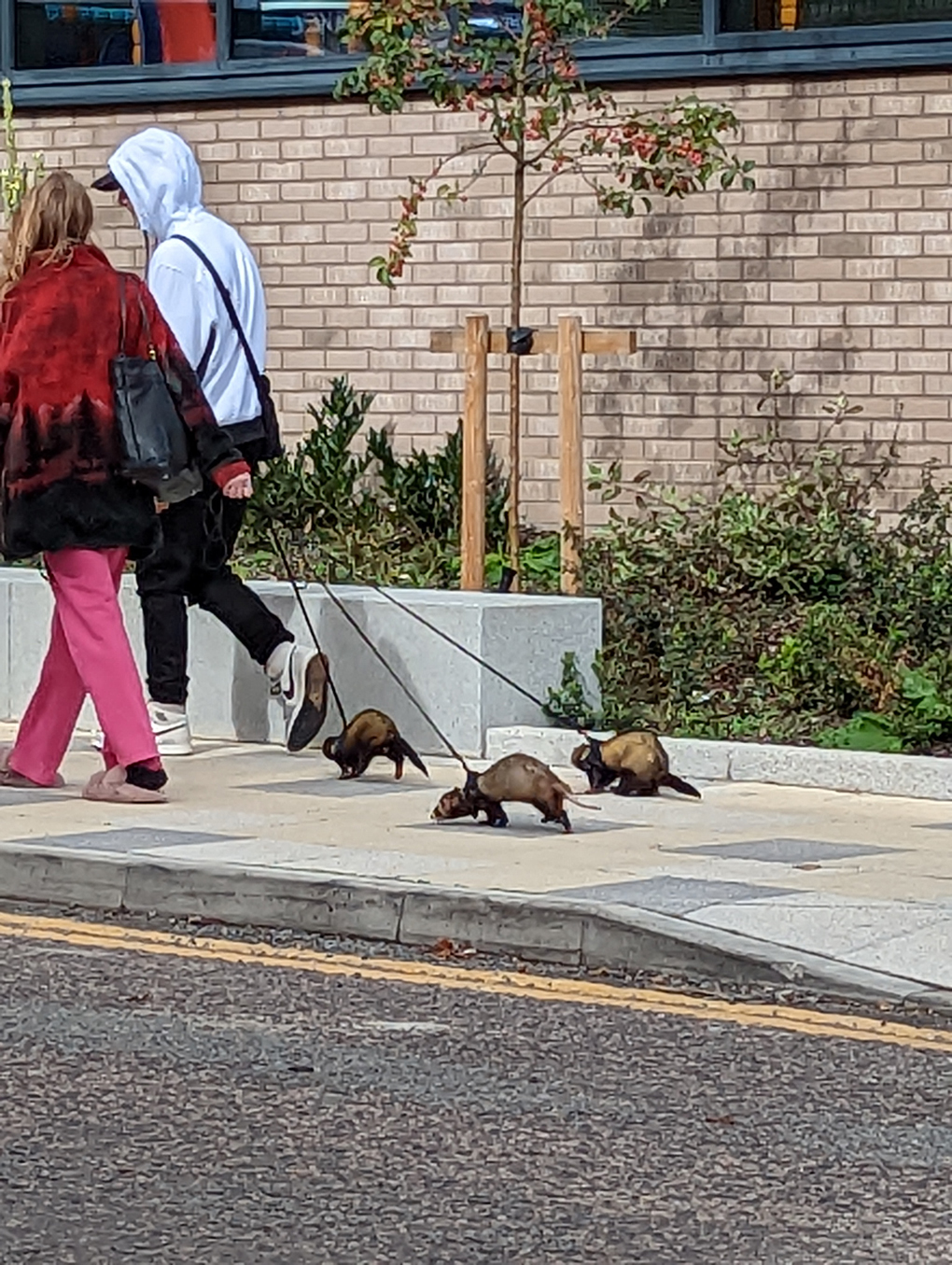 Walking ferrets on harnesses in Bucks on an otherwise normal day