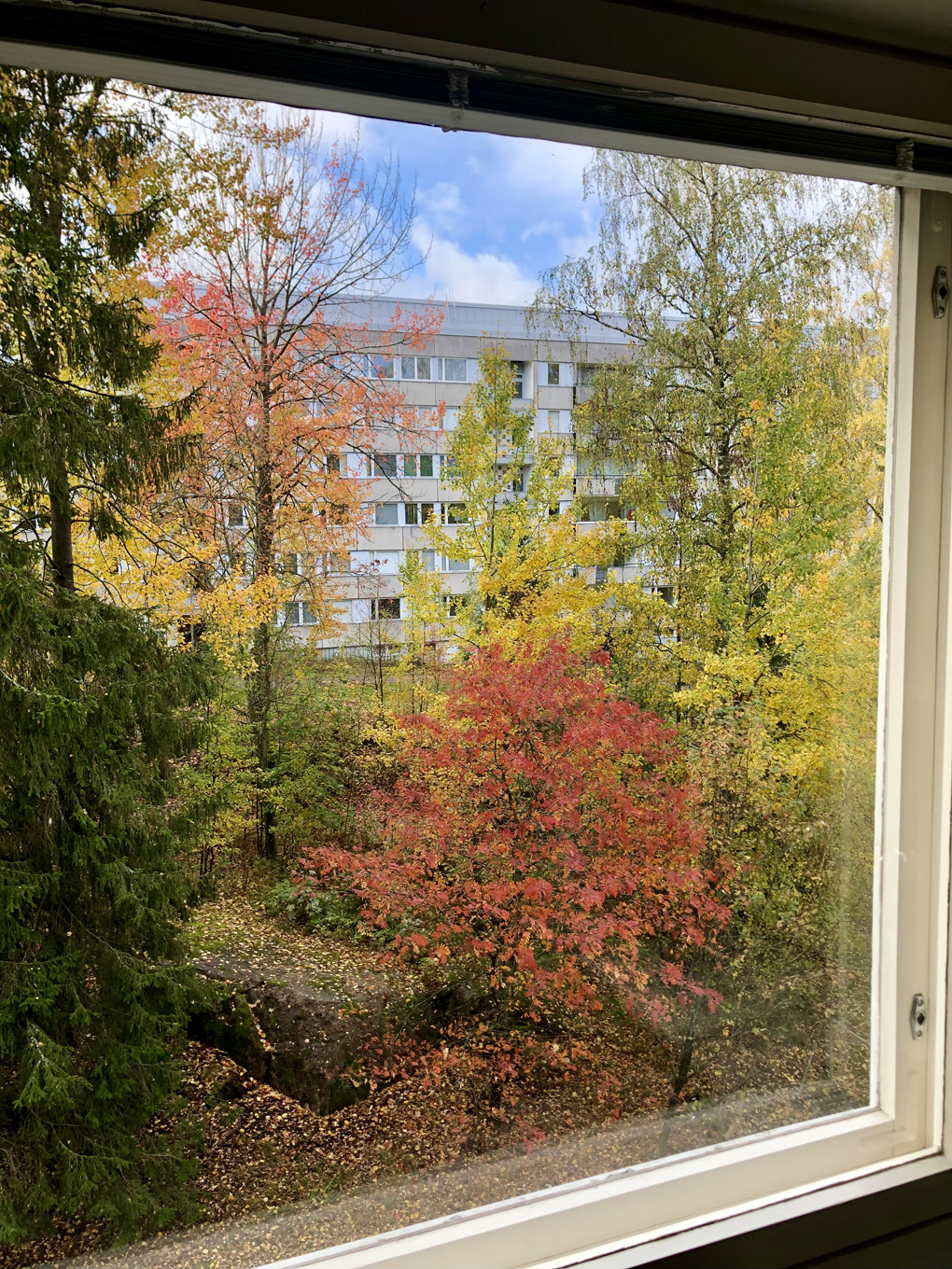 Trees seen through a window.