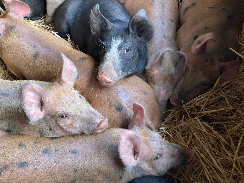 Ten large piglets snuggled up together. Some are black and others are pink with spots. A few are looking at the camera.