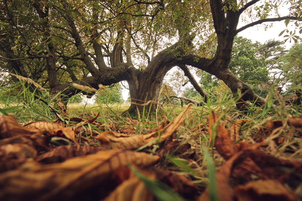 Photograph of autumnal bendy tree taken from the leafy ground.
