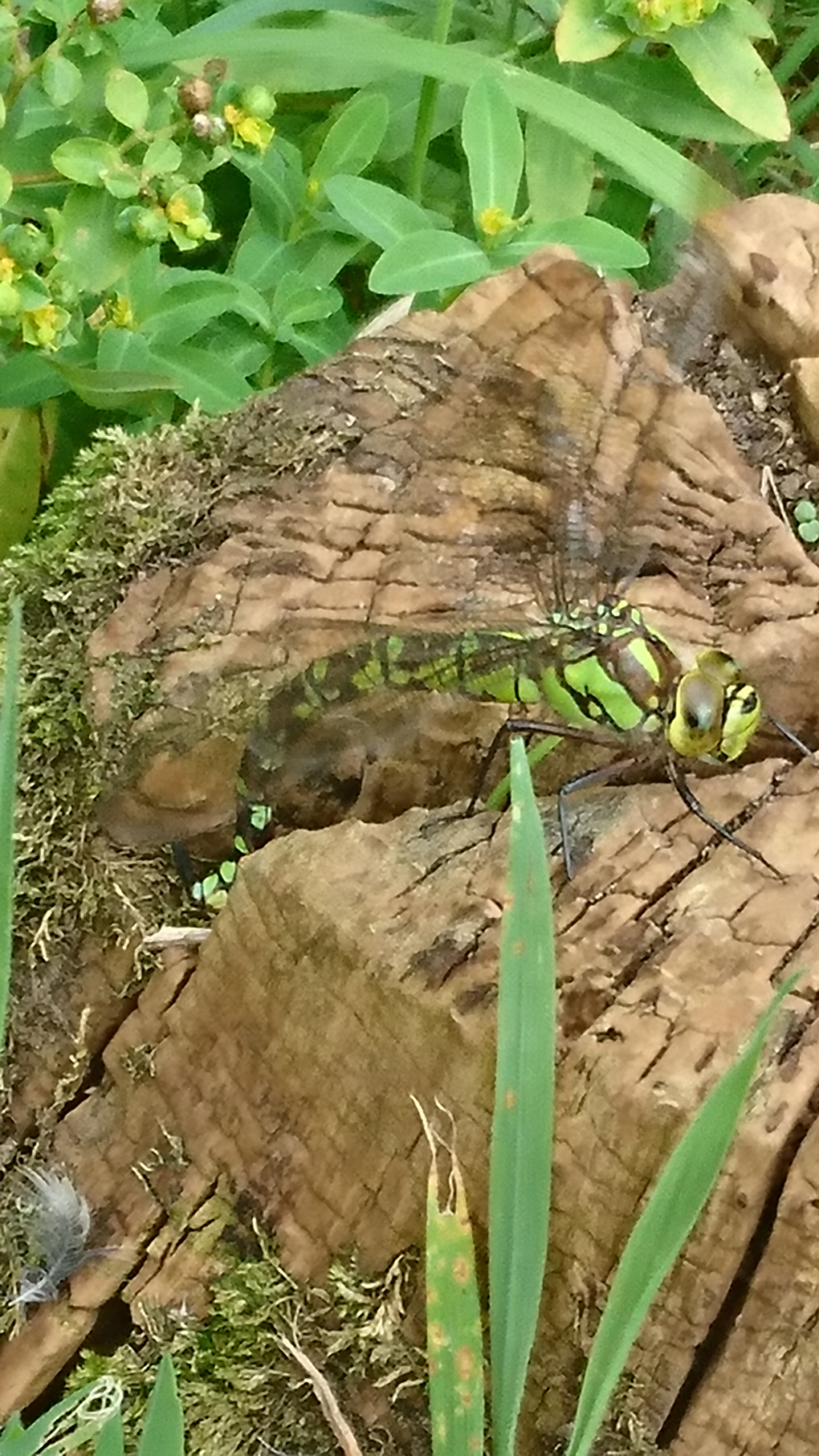 I chased a Southern Hawker Dragonfly round our pond trying to get a photo but she was very fast, then suddenly she alighted on a tree stump and started laying eggs in a crack so i got the shot. She had beautiful markings of black and bright green. She made my day!