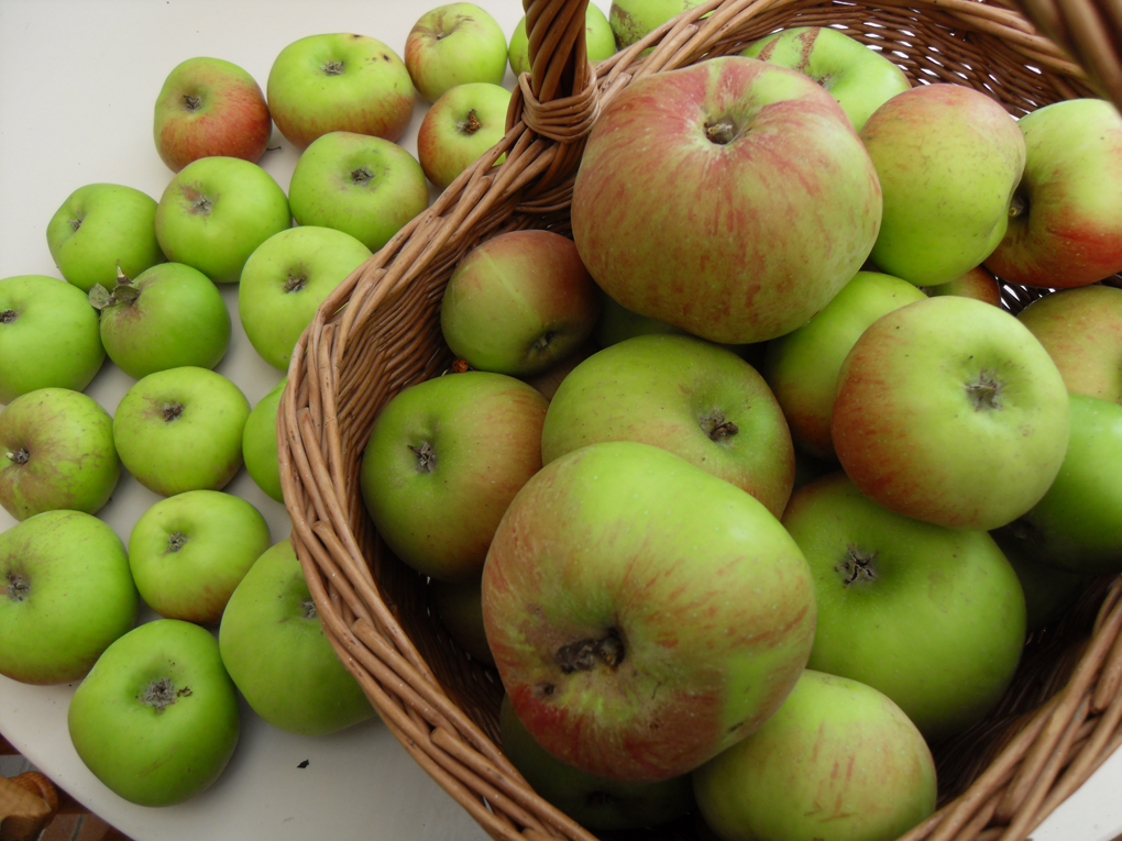 Basket of cooking apples