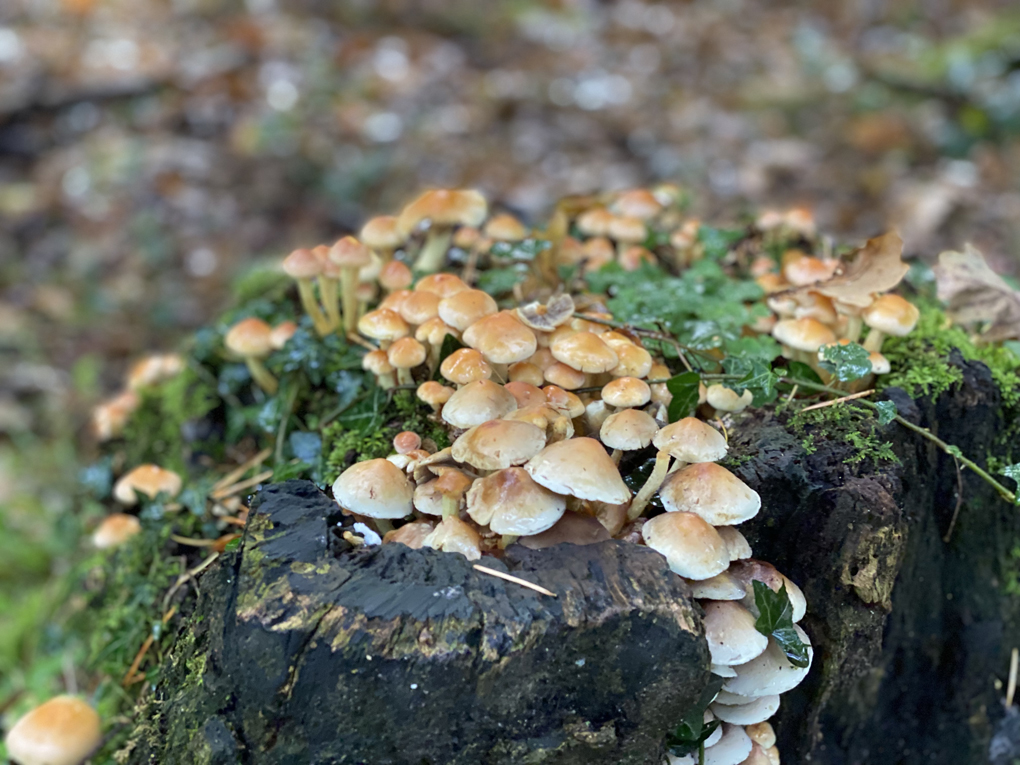A rotting tree stump covered in ivy and small brown mushrooms