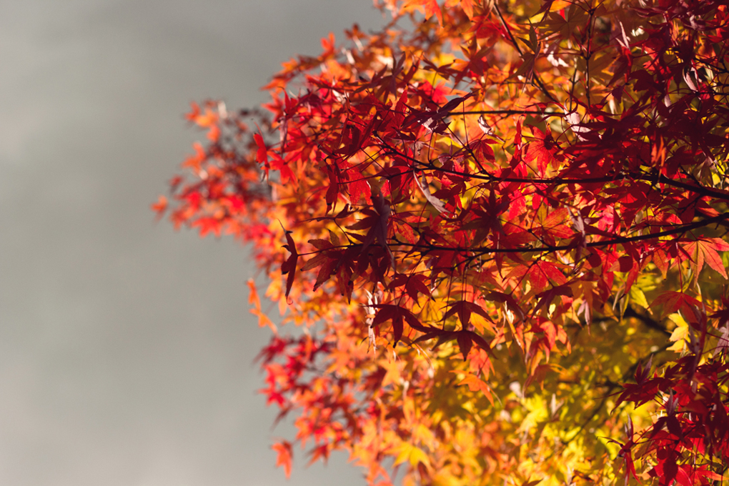 Maple tree leaves in autumn colour set against a dark grey cloud.