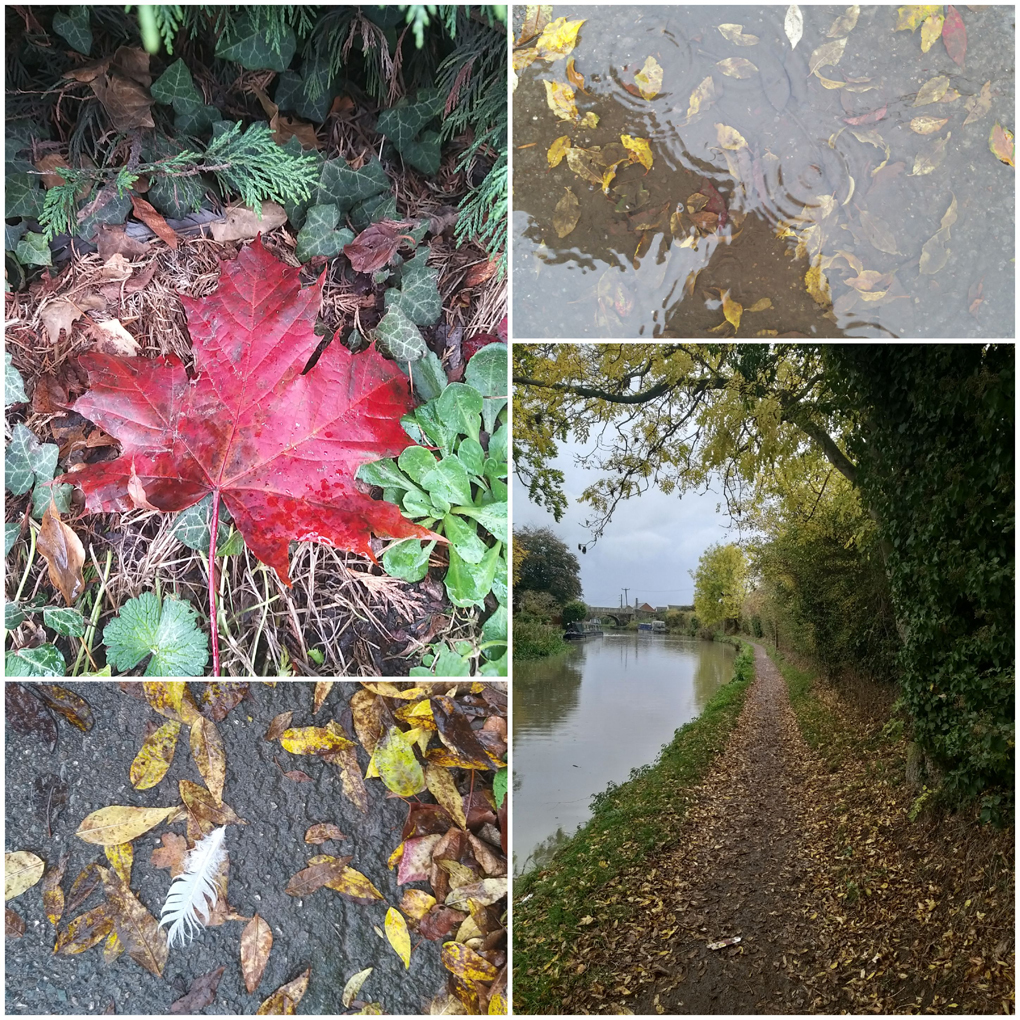 Leaves of different colours, shapes and sizes, some nestled in the ground, some submerged in puddles, some on the footpath and so on