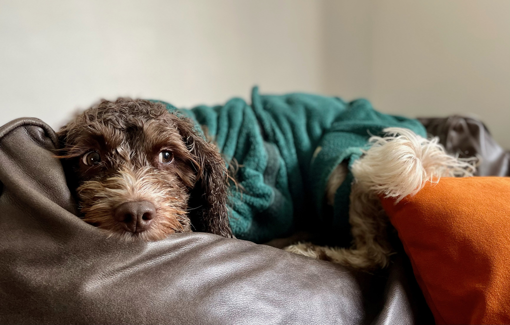 A wet brown and white sproodle in a green drying coat on top of a sofa