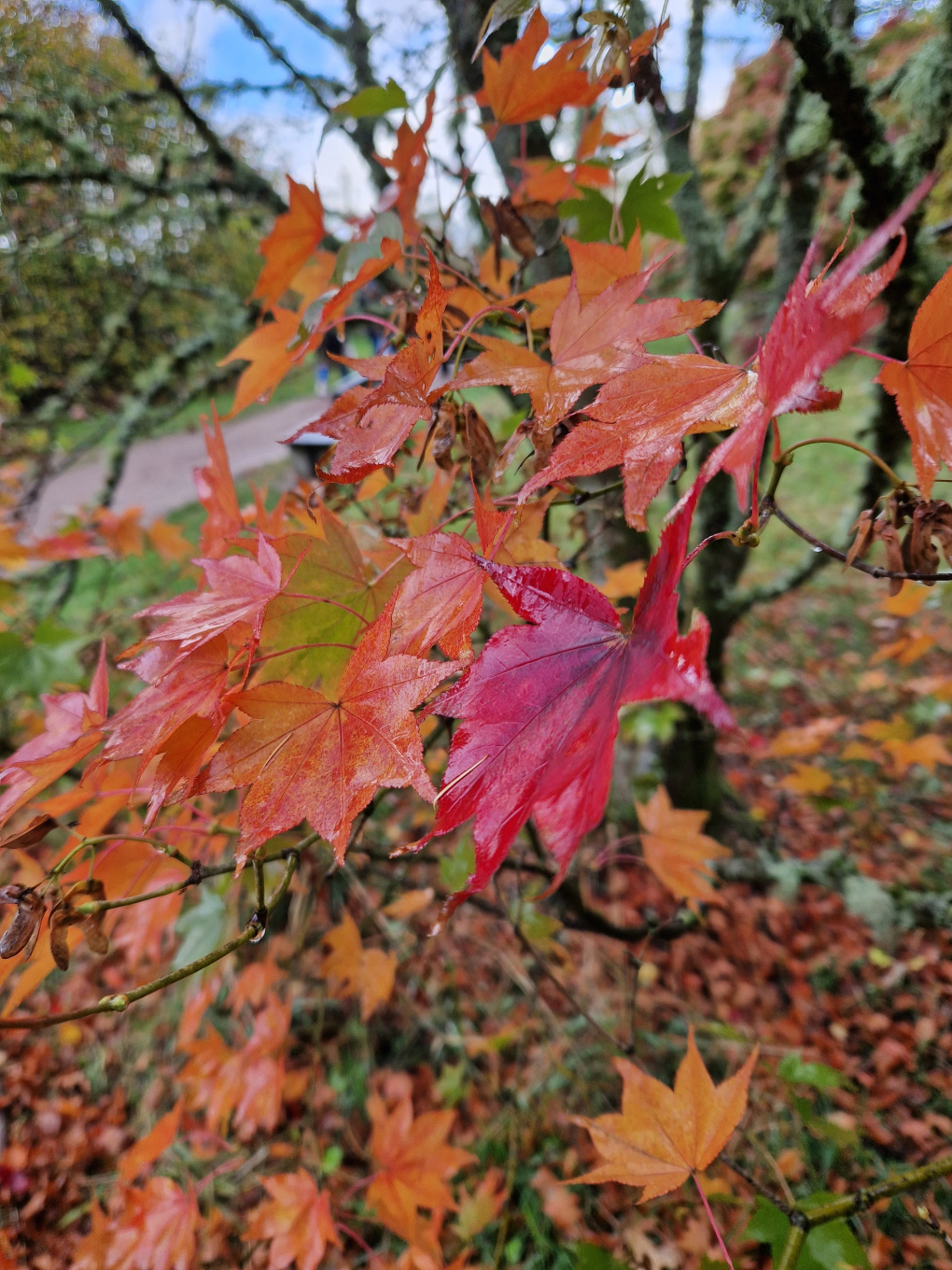 Red and orange maple leaves, ready to fall from a dark and wet tree standing on lush green grass