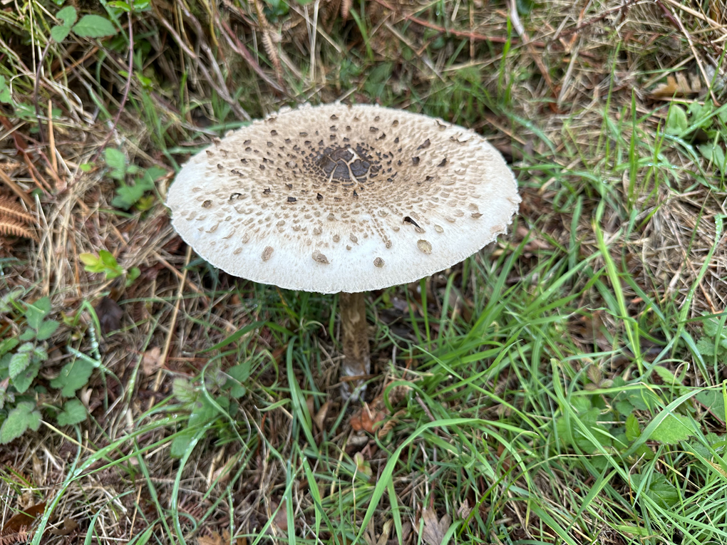 Close-up shot of Parasol fungus