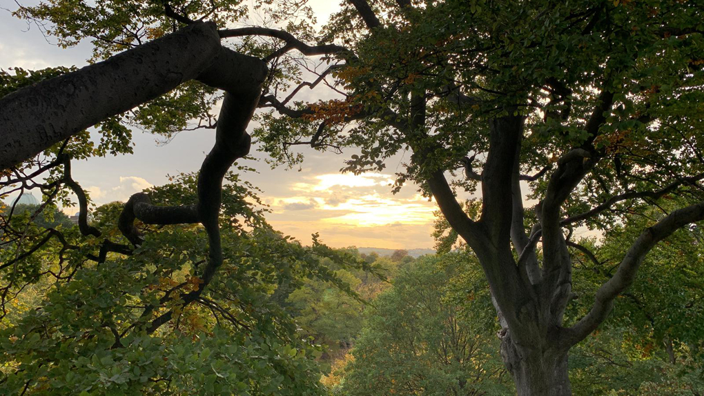 A fading sun coming through light cloud and framed by two autumnal looking trees