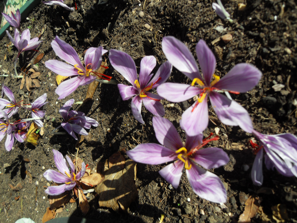 purple saffron crocus growing from bare earth
