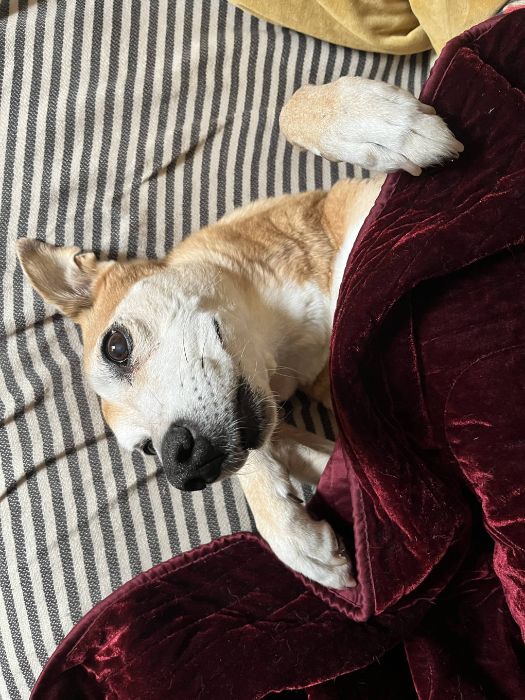 A beautiful golden coloured dog peers out from under a deep red blanket