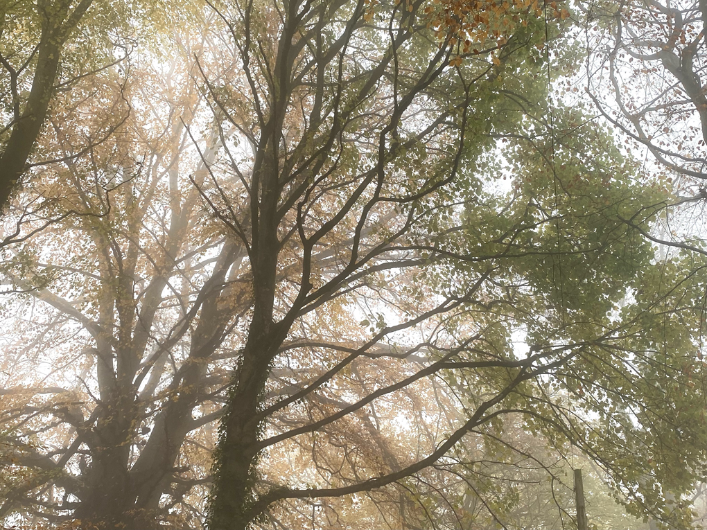 Looking upwards at the branches of several trees, seen through layers of fog. Many are missing leaves.