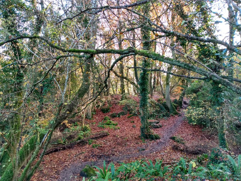 An autumn scene in the woods