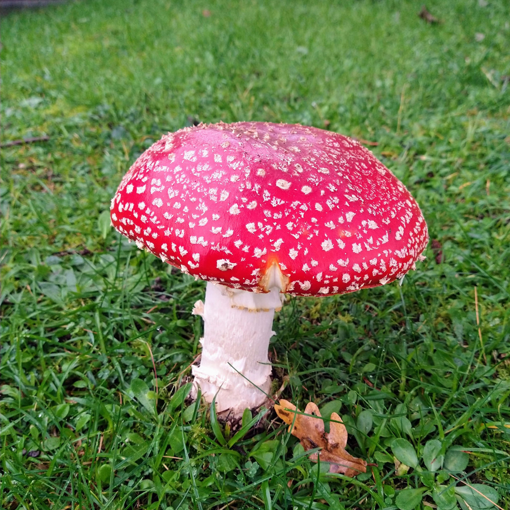 Real mushroom so red it looks fake