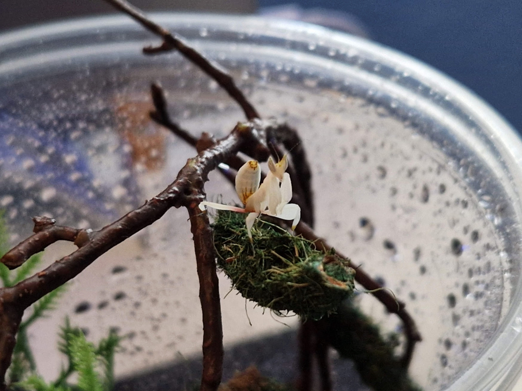 A bright white male orchid mantis, standing on some twigs and moss inside a clear plastic container