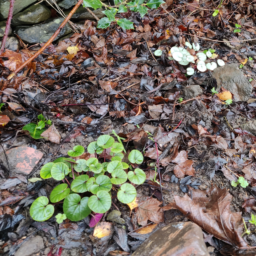 Two clusters of distinctive cyclamen leaves protrude from the leaf litter below the trees overhanging a dry stone wall